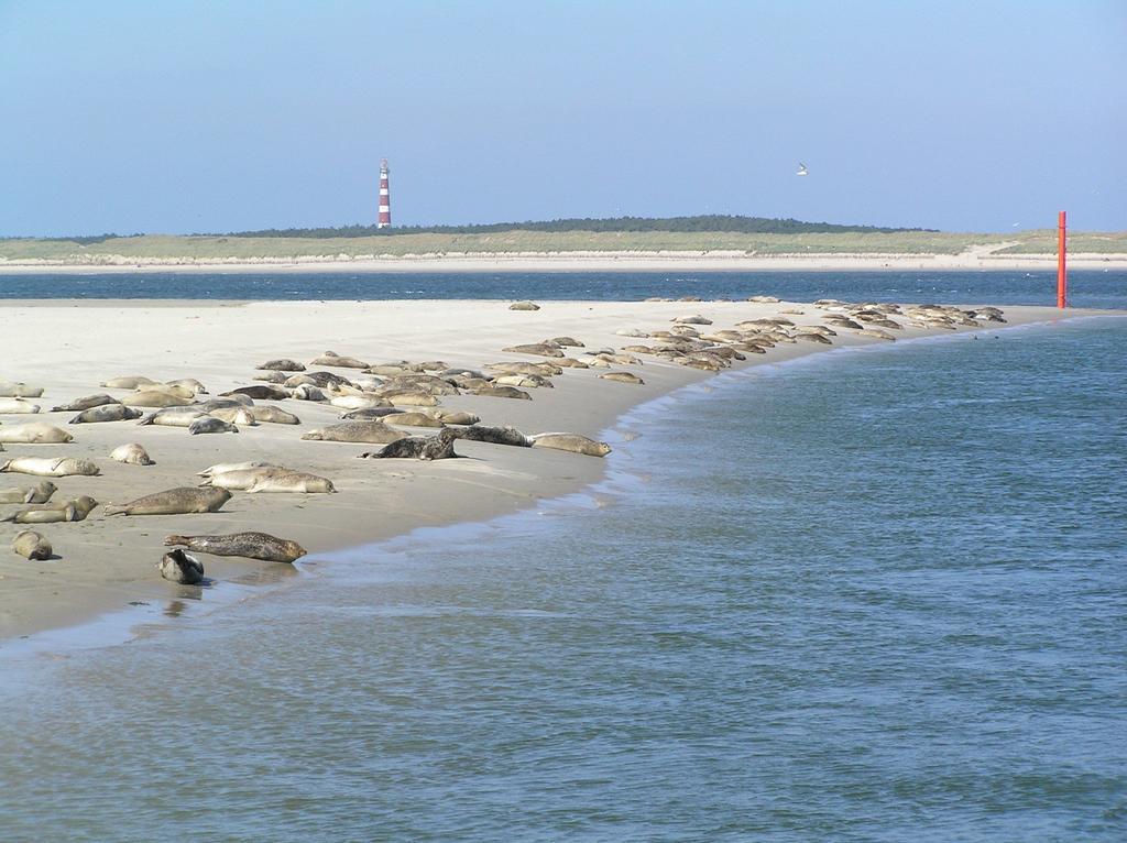 Sier Aan Zee Hollum (Ameland) Exterior foto